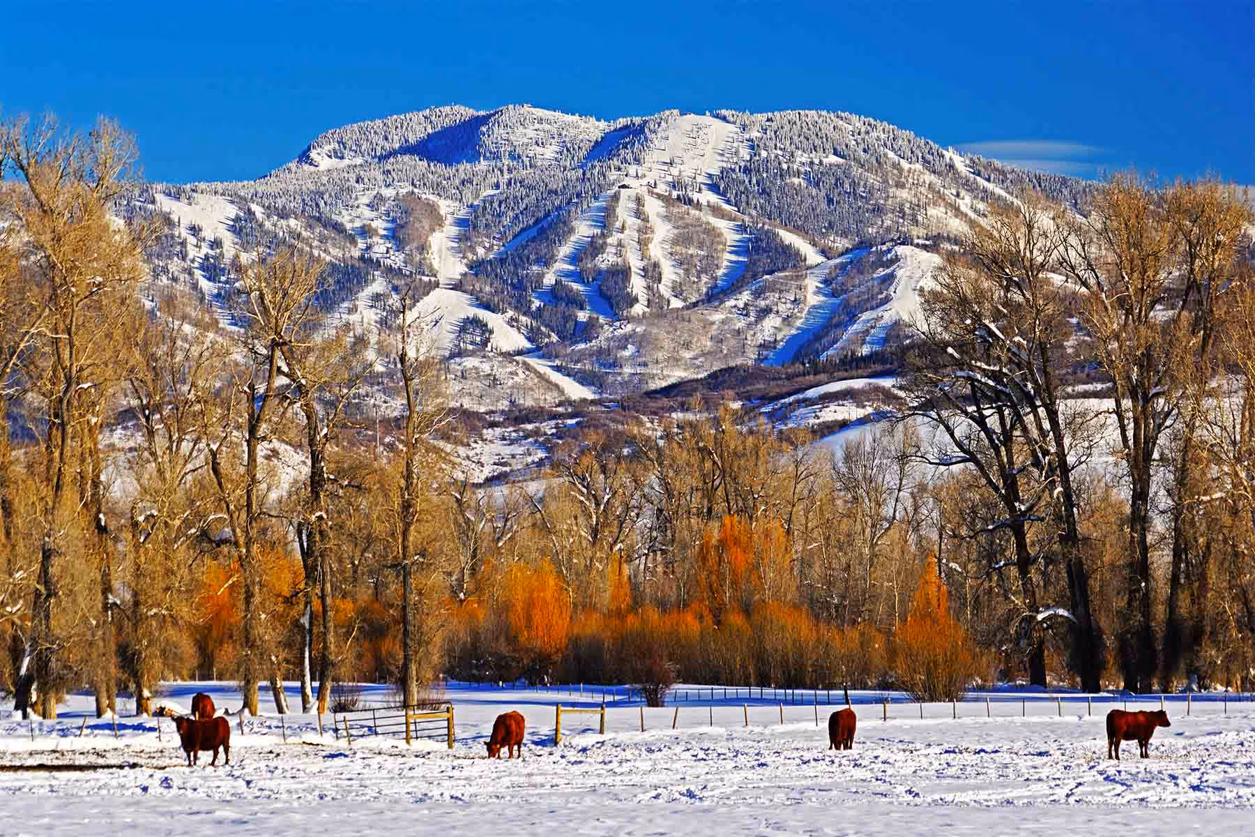 Cattle wintering below the mountain