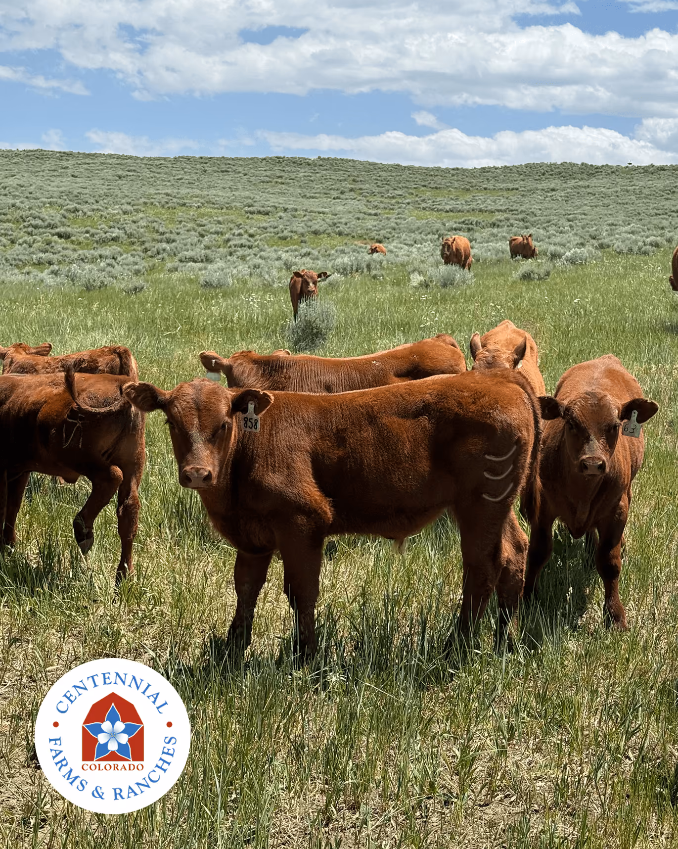 The Hogue family ranch on the Yampa