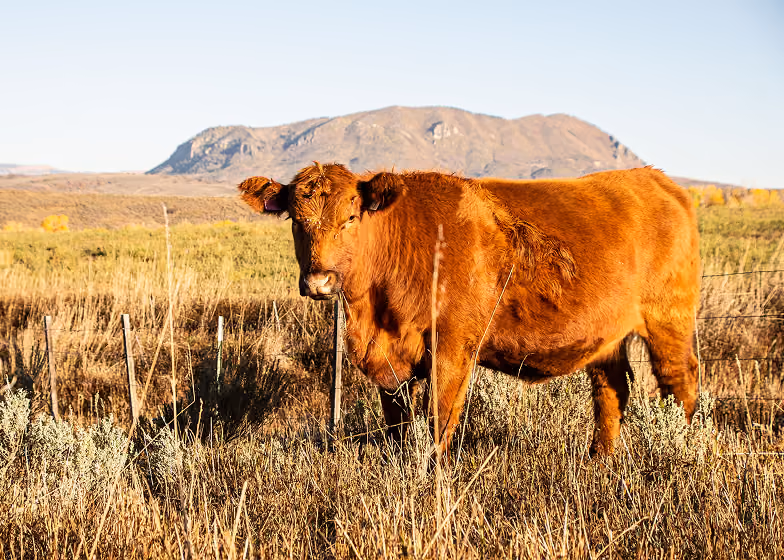 Brown cow standing in a dry field with mountains in the background under a clear sky.
