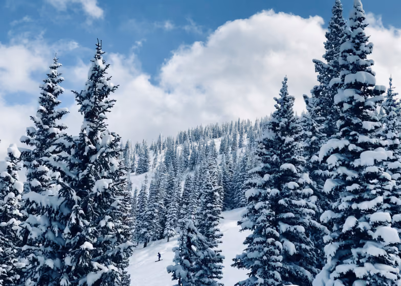 Snow-covered pine trees on a mountain with a skier descending the snowy slope.