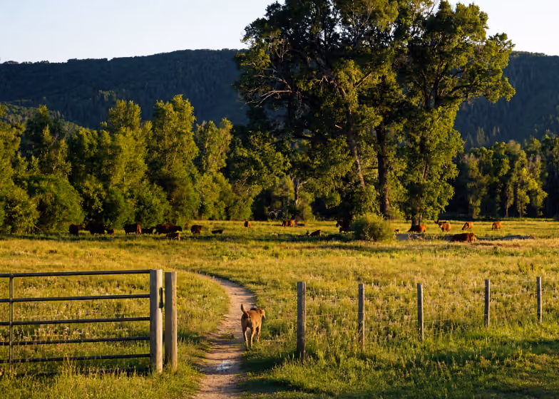 Dog walking on trail through grassy field with trees and cows in the distance at sunset.
