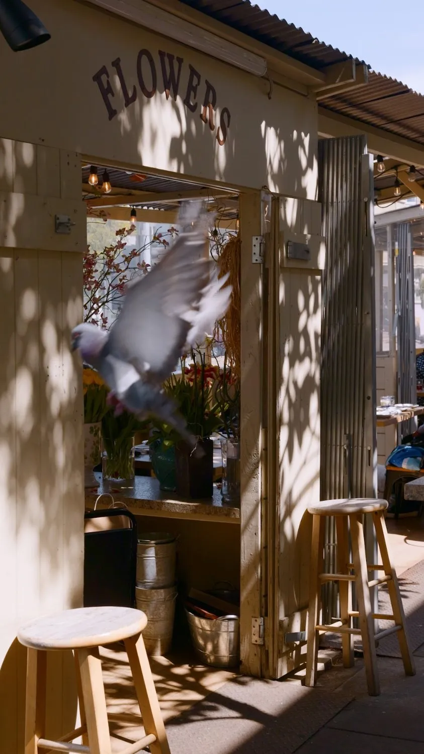 A pigeon taking flight past the flower stand on the Lavash patio, San Francisco