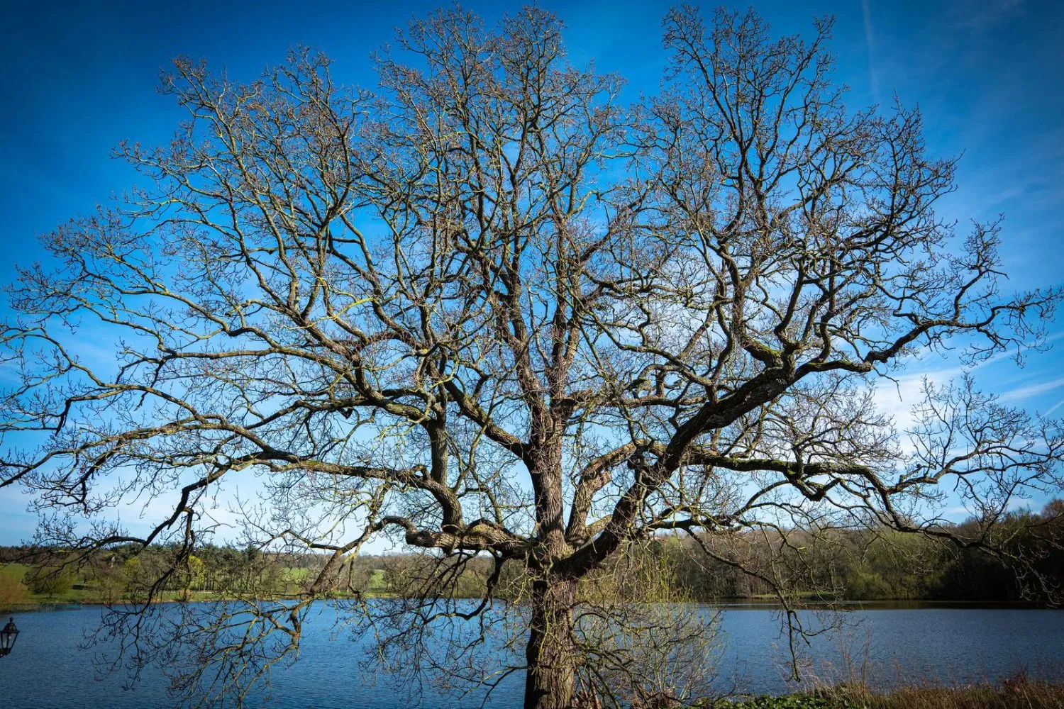 A bare tree beside a lake under a bright blue sky, UK, photographed by GROOVE Media