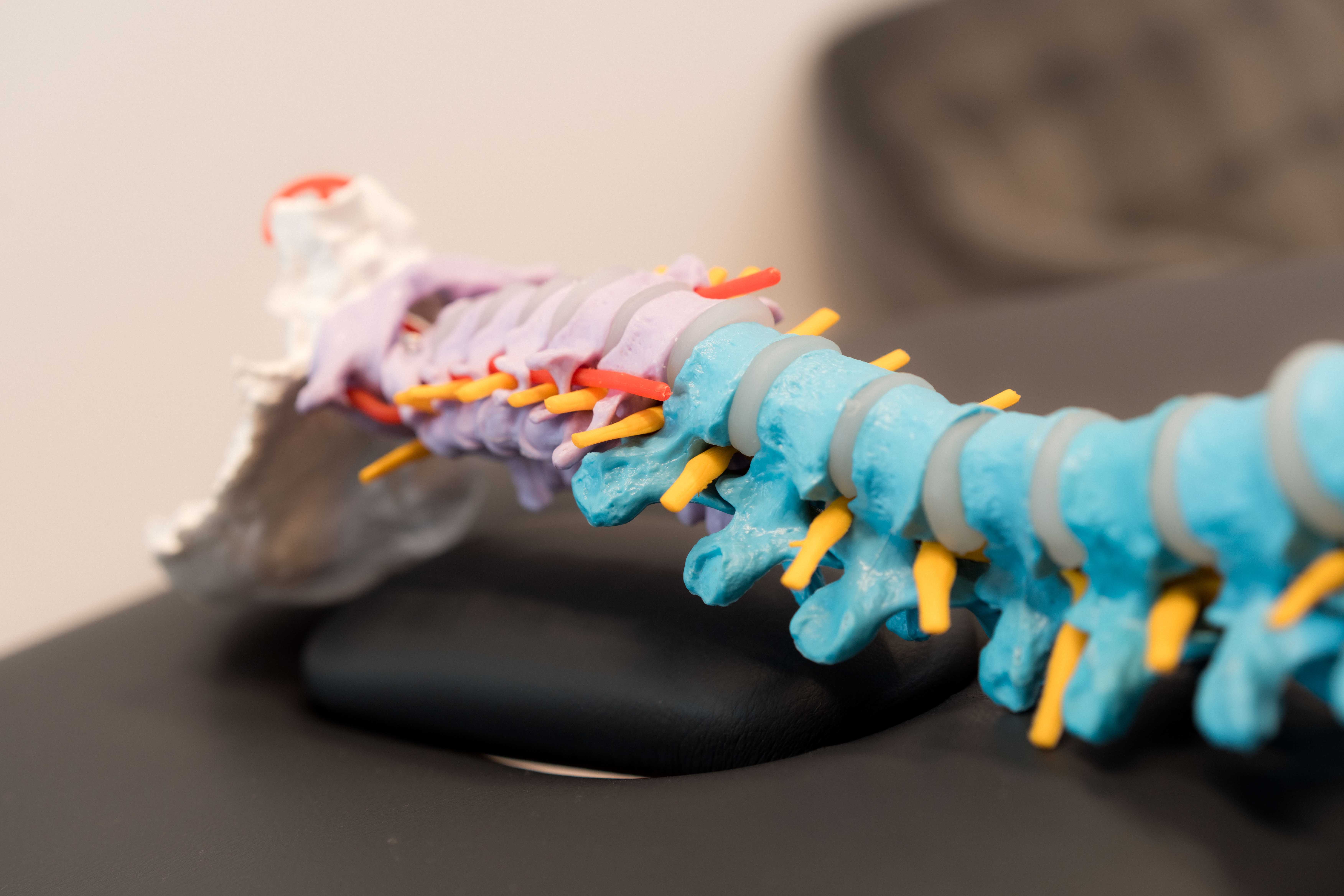 Nahaufnahme eines farbenfrohen anatomischen Wirbelsäulenmodells, auf dem die Wirbel und Spinalnerven in Blau und Violett dargestellt sind.