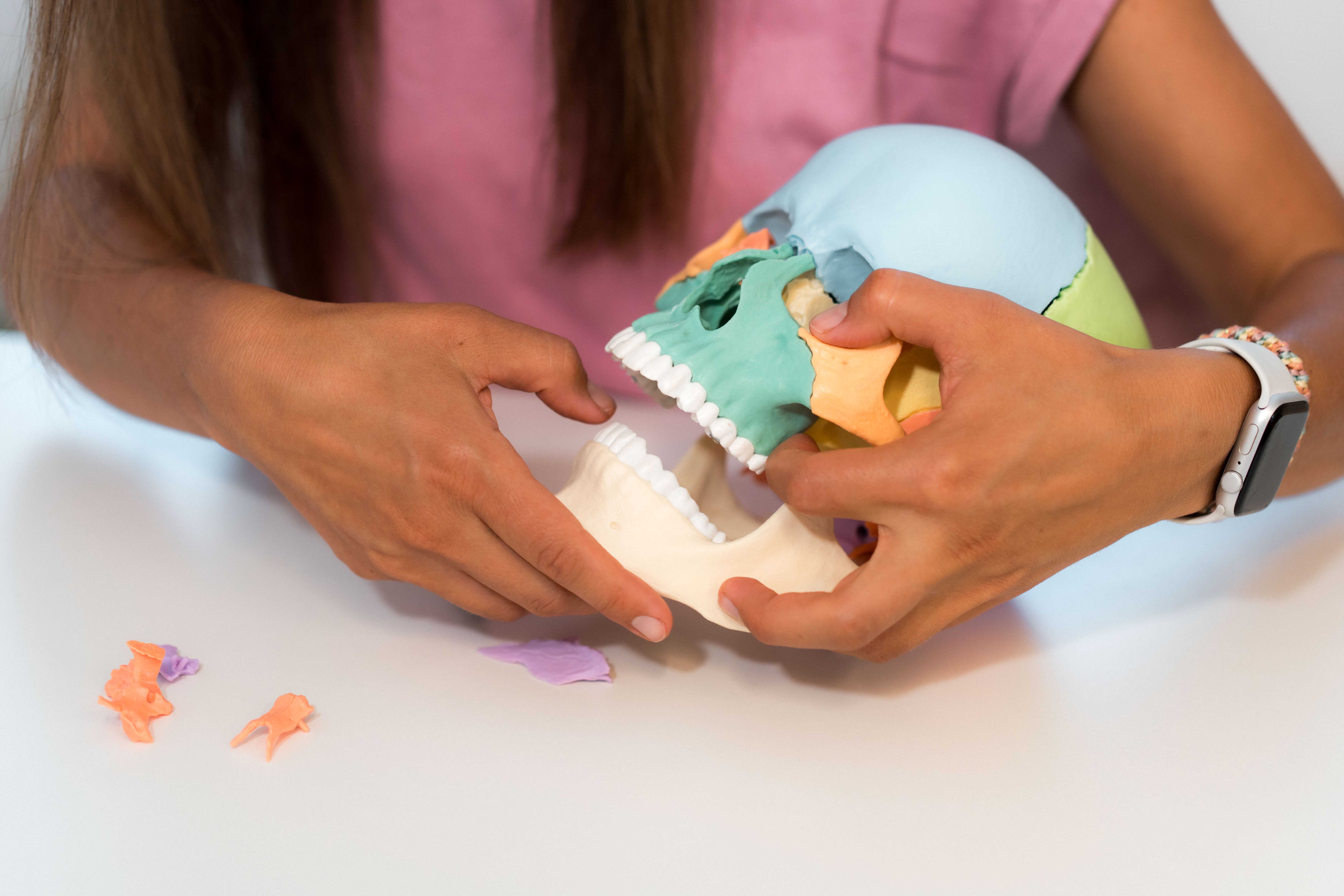 Hände, die bunte Teile eines anatomischen Schädelmodells auf einem weißen Tisch halten und zusammenbauen.