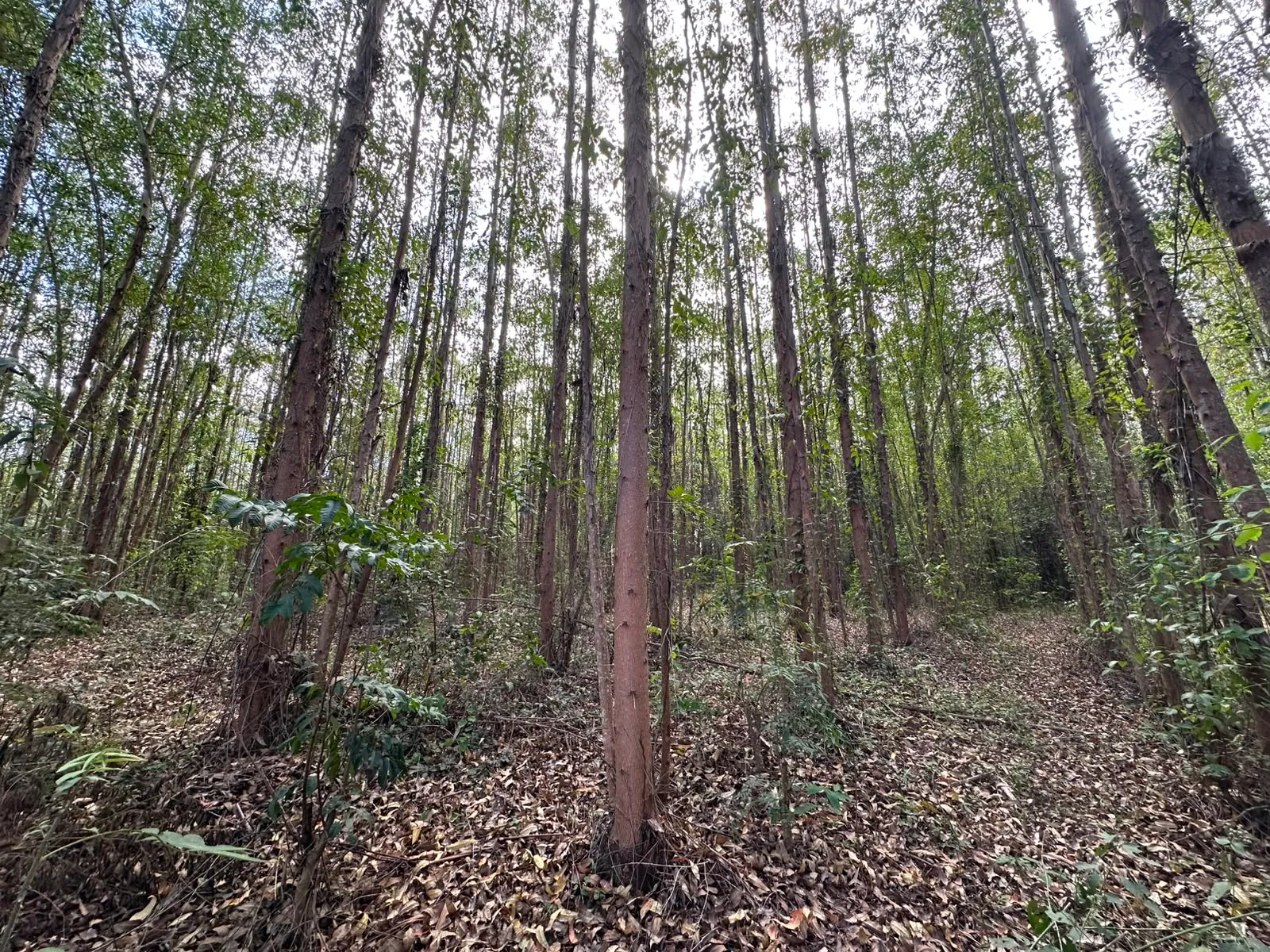 Eucalipto sustentável usado pela Mais Madeiras