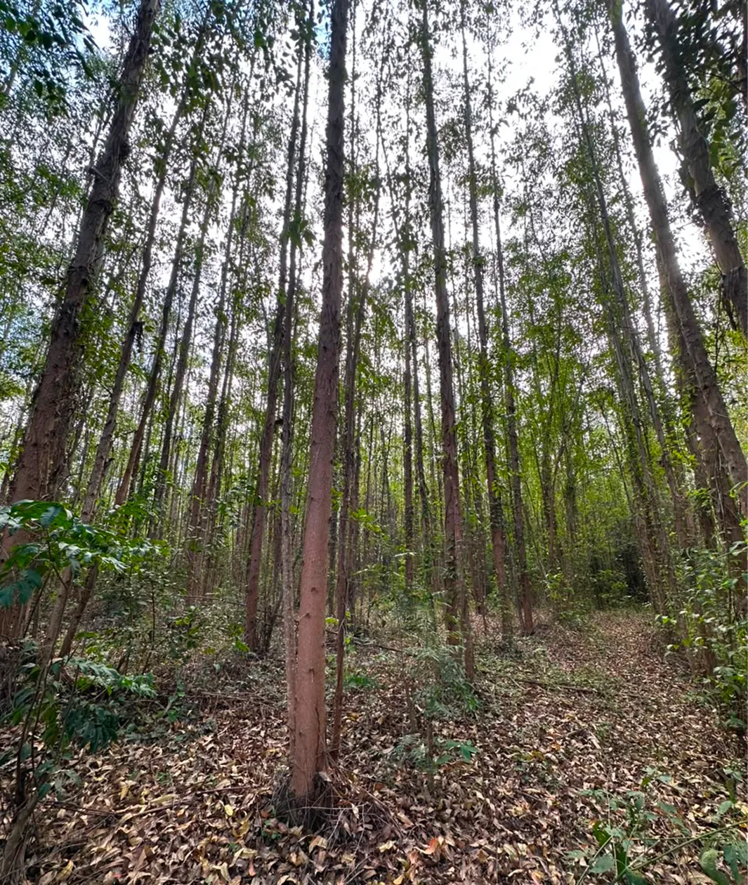 Floresta de eucalipto plantada de forma sustentável