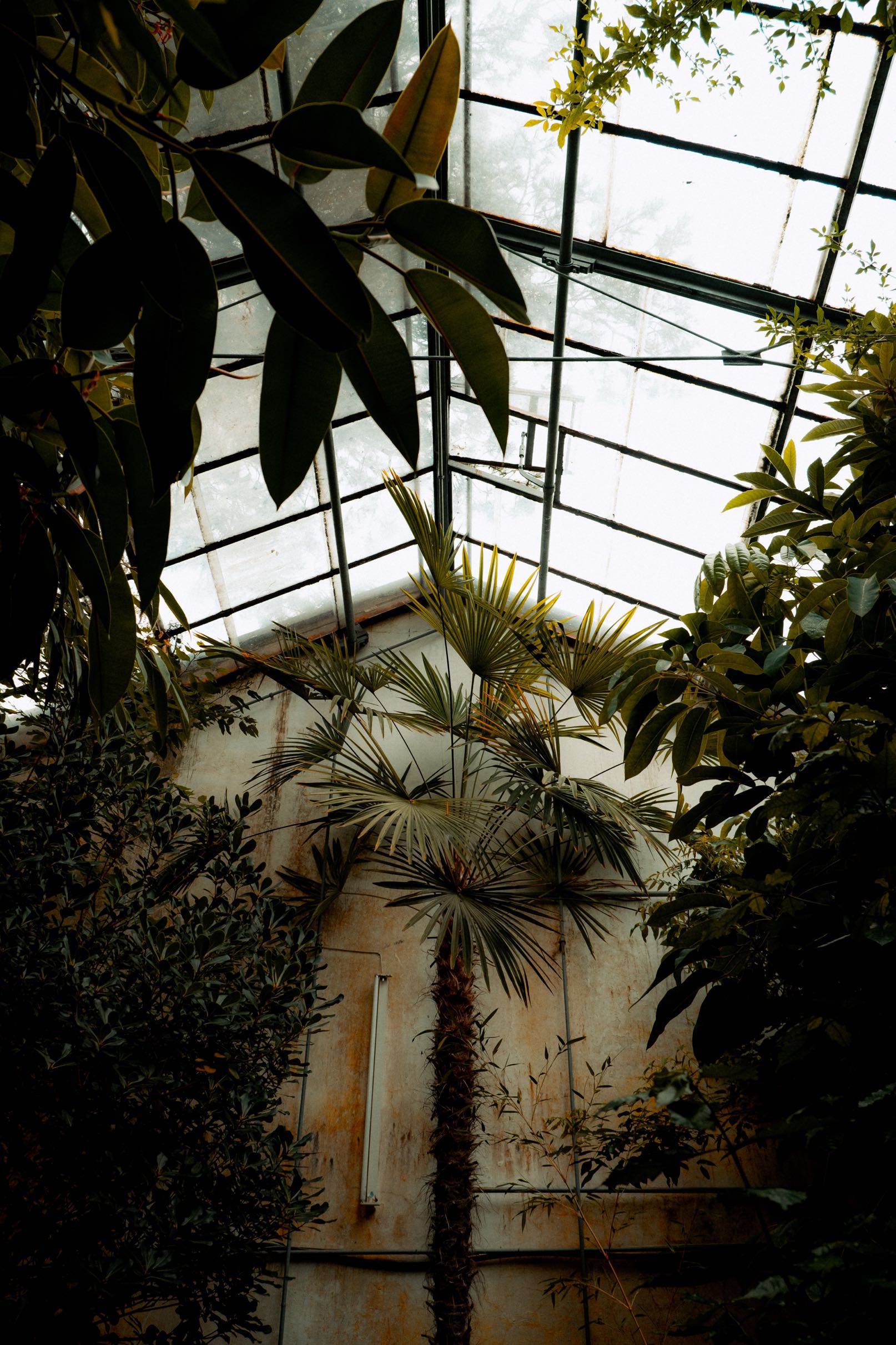 Tall palm tree and dense foliage inside a greenhouse with a glass ceiling and rusty walls.