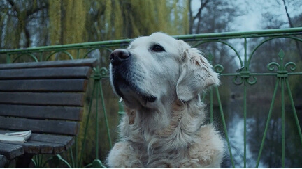 Golden retriever sitting near a bench with green railing and a river in the background.