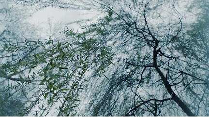 Upward view of bare trees and green plants against a pale gray sky.