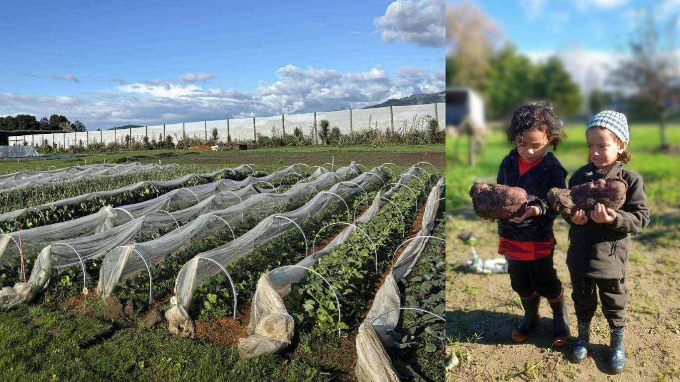 Participants working the whenua at a taewa harvest with mountains behind