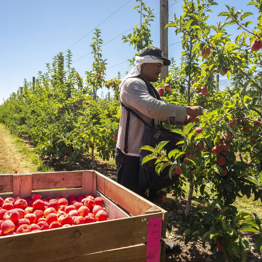 Picking apples in a Te Tauihu orchard