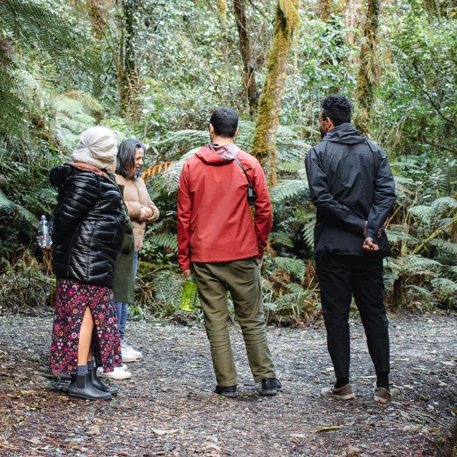 Walkers among the ferns in native forest