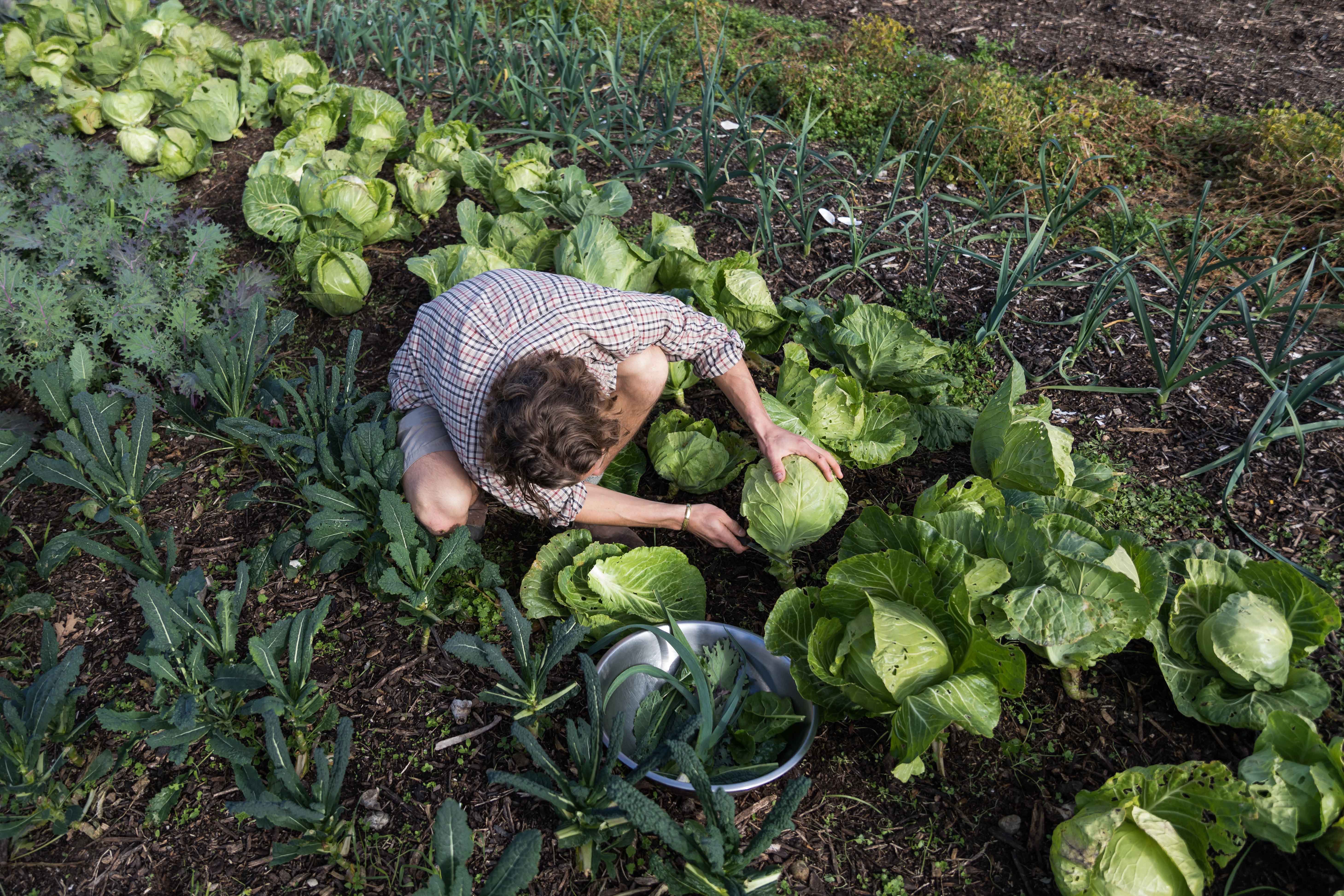 Grower tending vegetables in a market garden