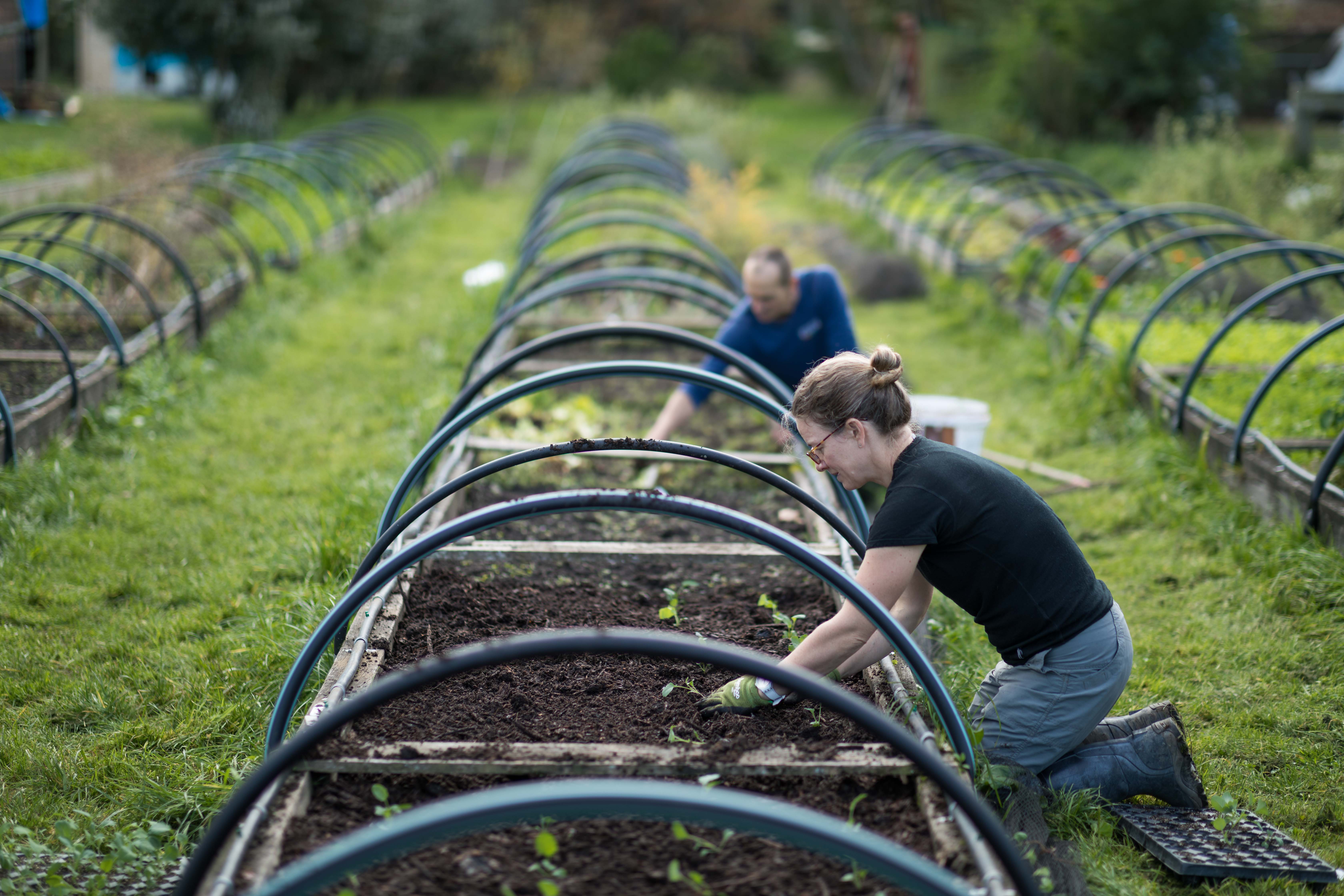 Two growers tending raised vegetable beds under crop hoops