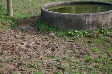 Concrete circular water trough on grassy, muddy ground beside a tree.