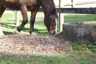 Brown mule grazing near a wooden fence and a concrete trough outdoors.