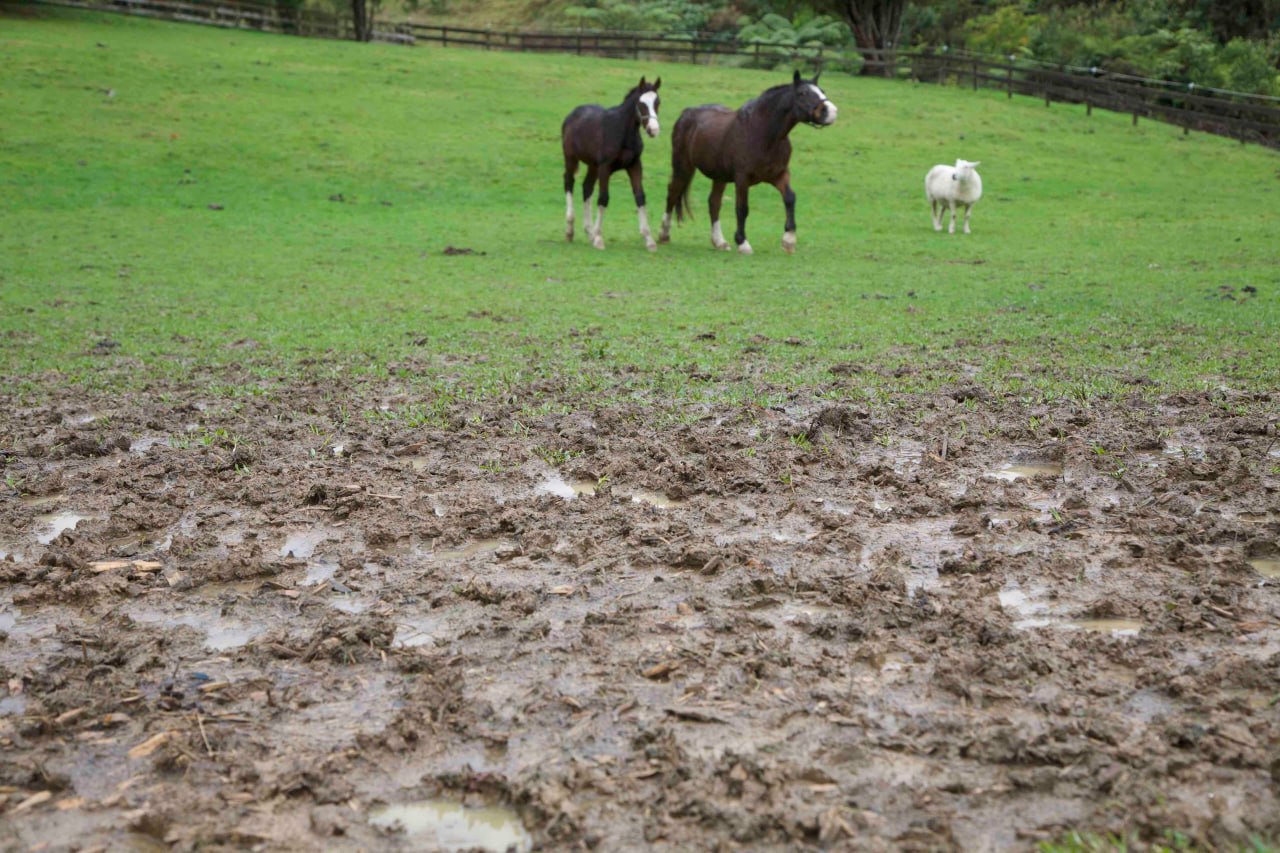 A muddy field in the foreground with a black horse, a foal, and a white sheep in green grass behind.