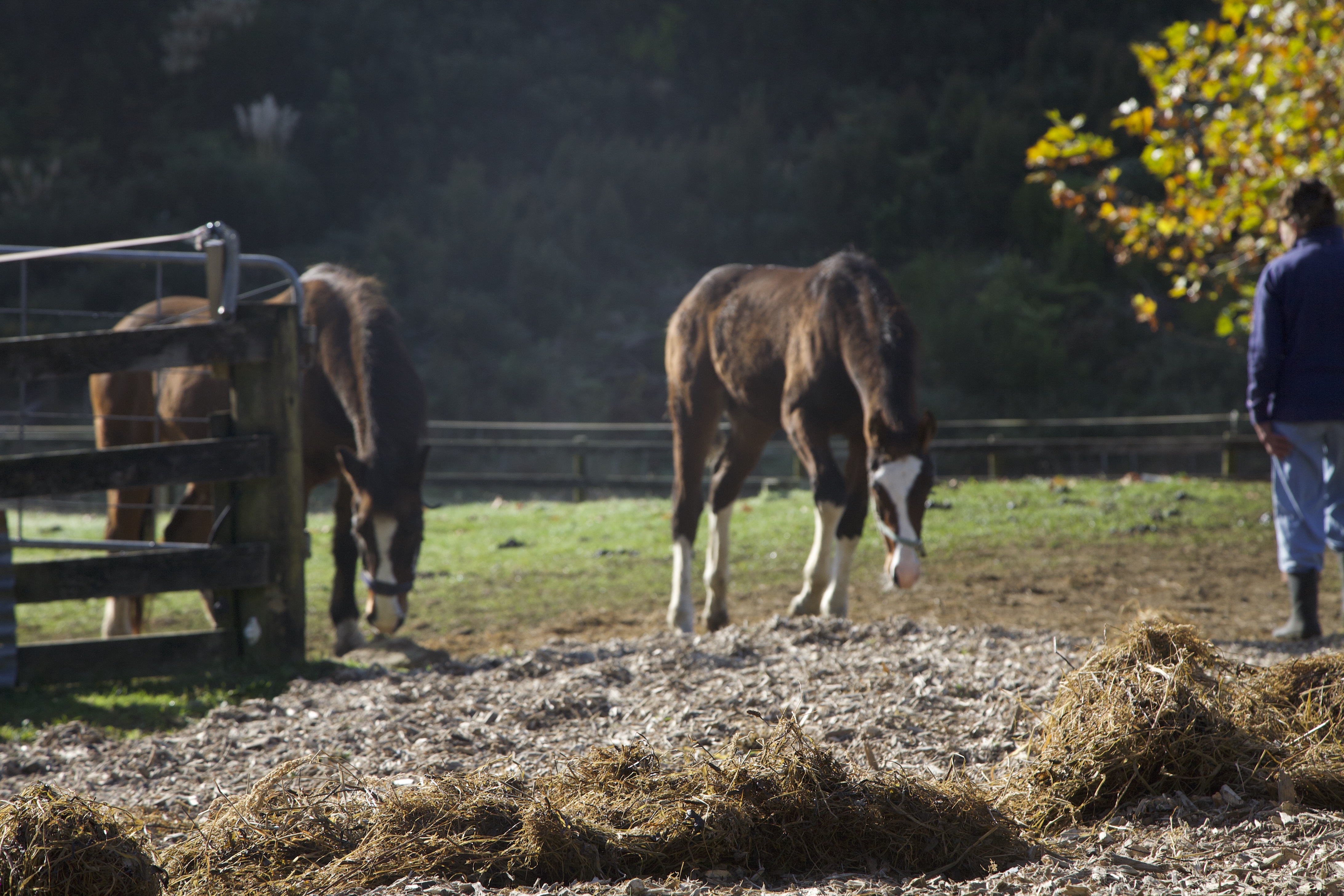Two horses grazing in a sunlit field with a person standing nearby on the right.