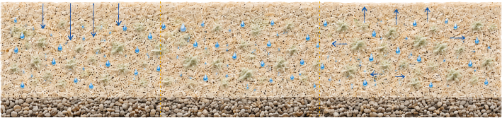 Diagram showing water cycle with raindrops falling, soil absorption, evaporation, and plant transpiration arrows.