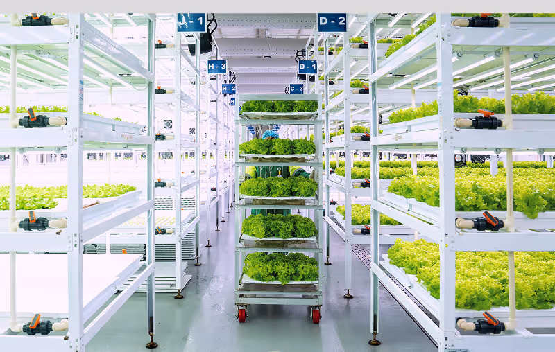Rows of hydroponic lettuce growing on multi-level racks in a bright indoor vertical farm.