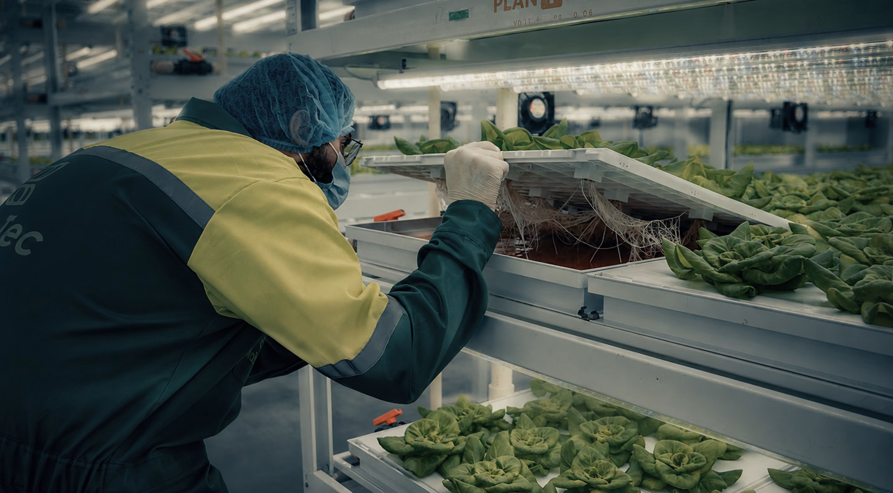 Worker in protective gear checking hydroponic lettuce in an indoor vertical farm under LED lights.