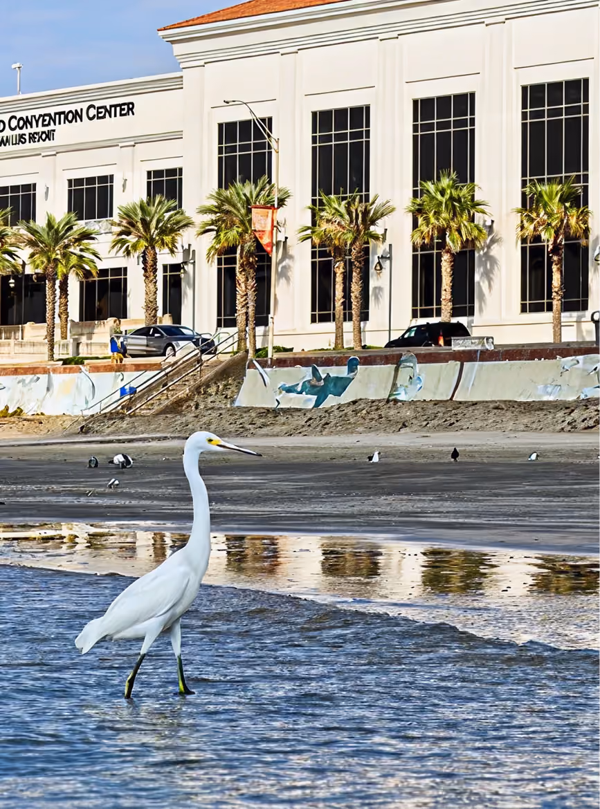 A white egret stands in shallow water near a beach with palm trees and a convention center in the background.