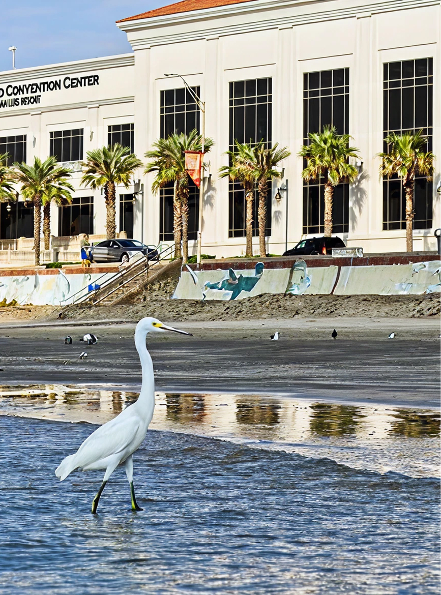 A white egret stands in shallow water near a beach with palm trees and a convention center in the background.