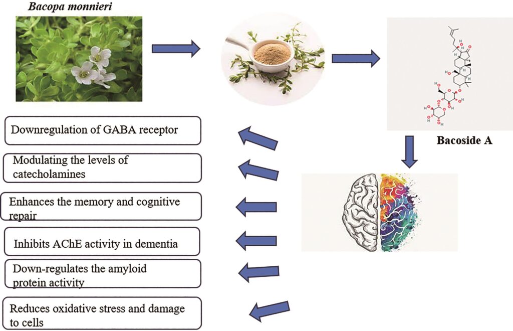 medicine for memory loss
