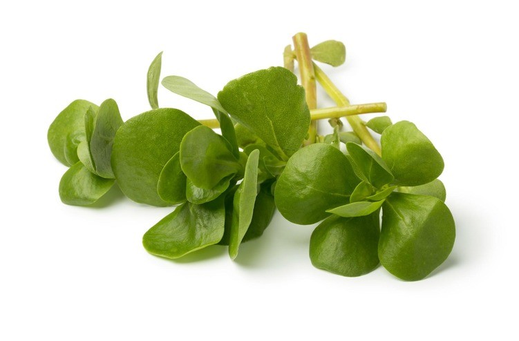 Generic Bacopa leaves