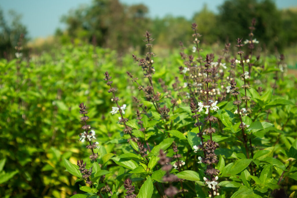 benefits of tulsi extract (Ocimum tenuiflorum)
