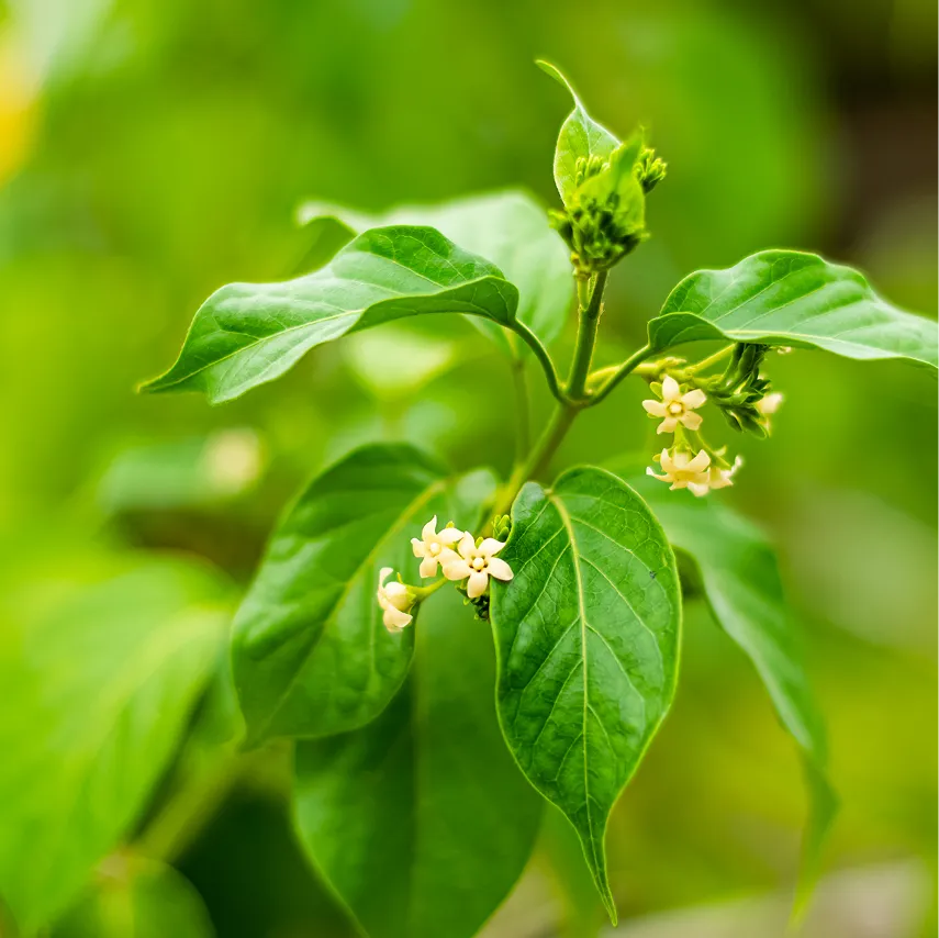 Herbal Nootropics