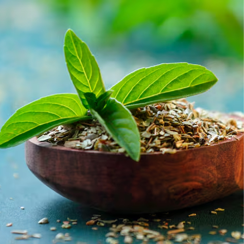 Herbal Nootropics