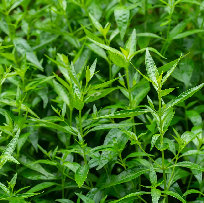 Herbal Nootropics