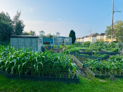 Glasgow Afghan United Community Allotment