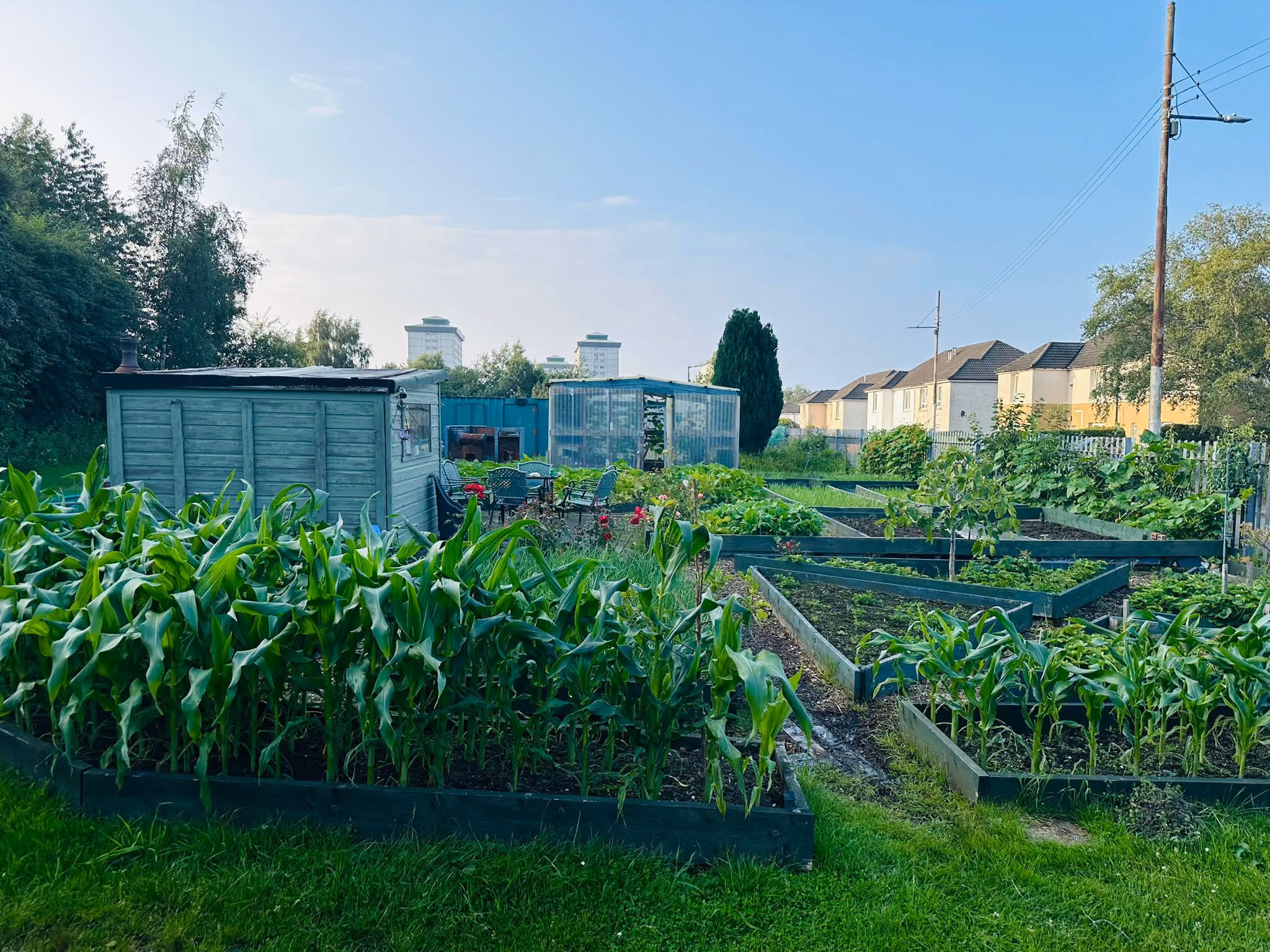 Glasgow Afghan United Community Allotment