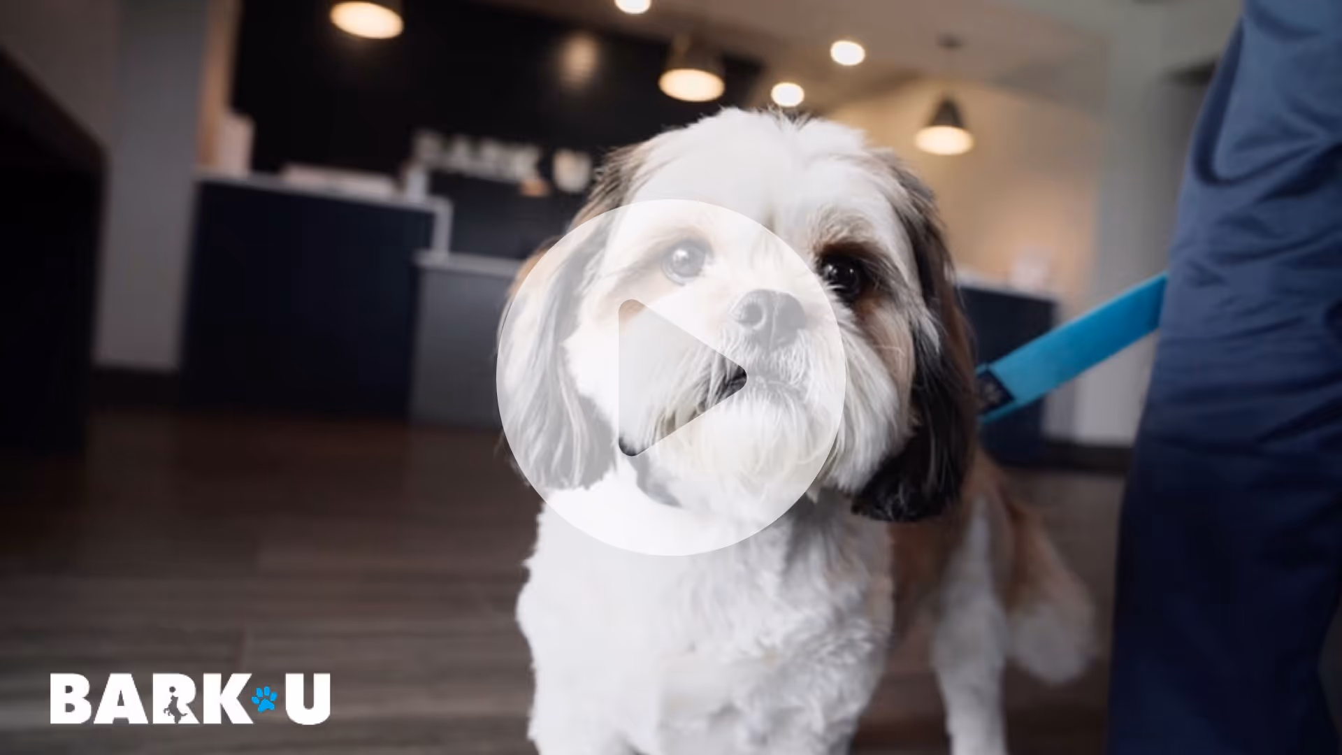 Building, Growing, and Scaling the Ultimate Dog Destination
