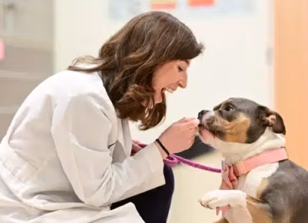 Clover Hill Animal Hospital