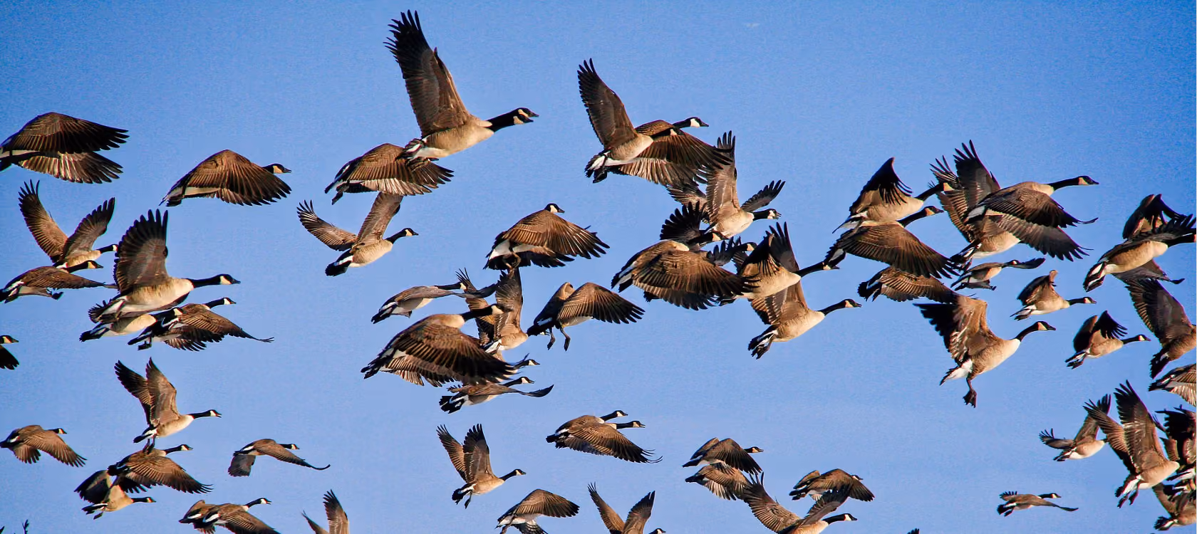 Flock of Canada geese flying across a clear blue sky.