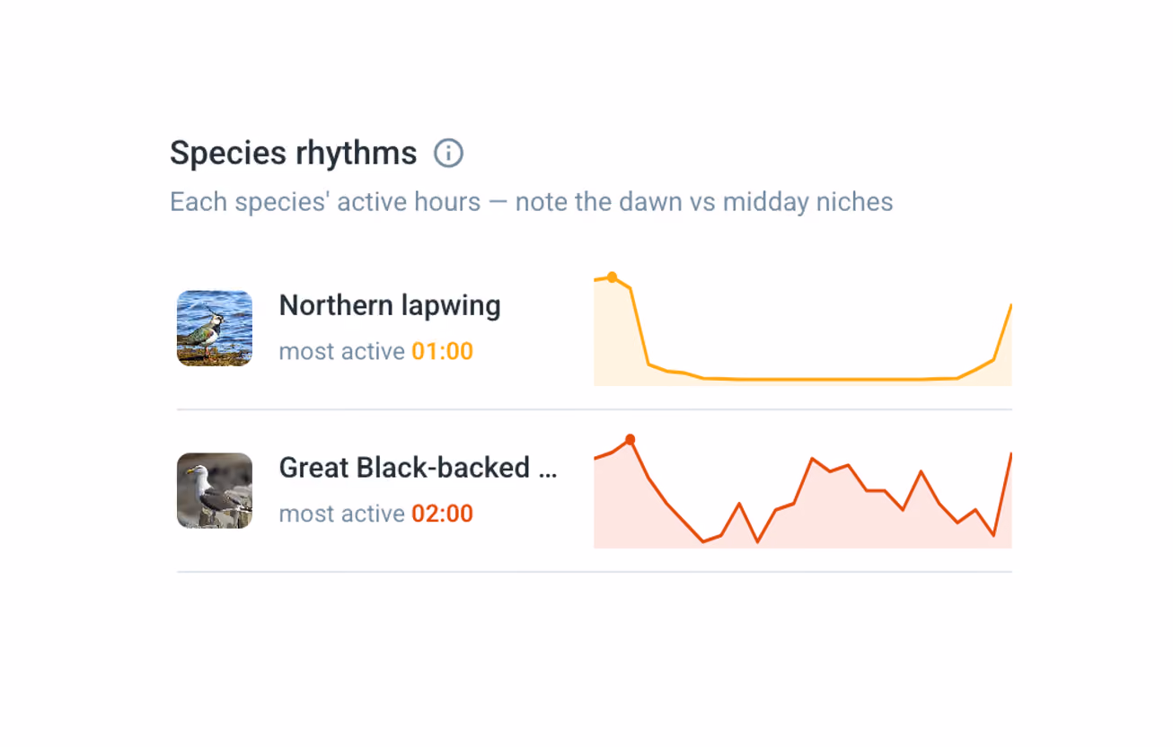 Chart showing active hours of Northern lapwing at 1 AM and Great Black-backed Gull at 2 AM with activity graphs.