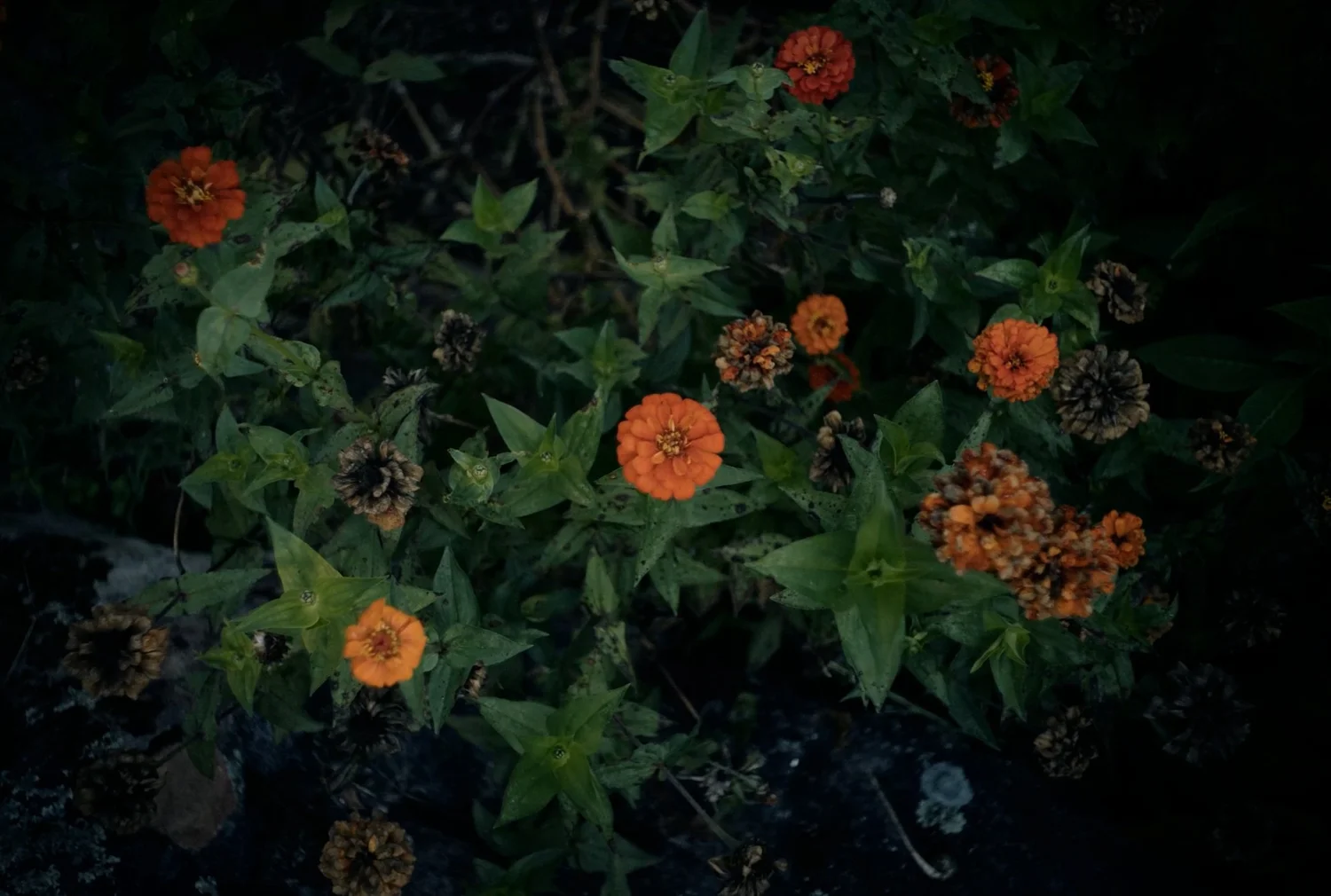 Loss for Words, Samford University film still