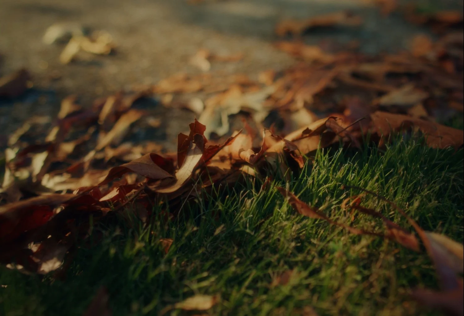 Loss for Words, Samford University film still