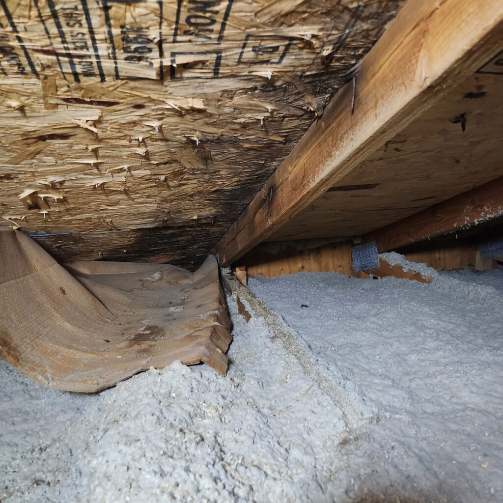 Mold in attic space