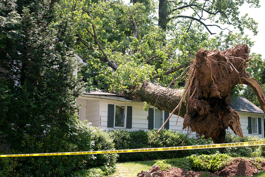Emergency Tree Removal service in Lane County, OR