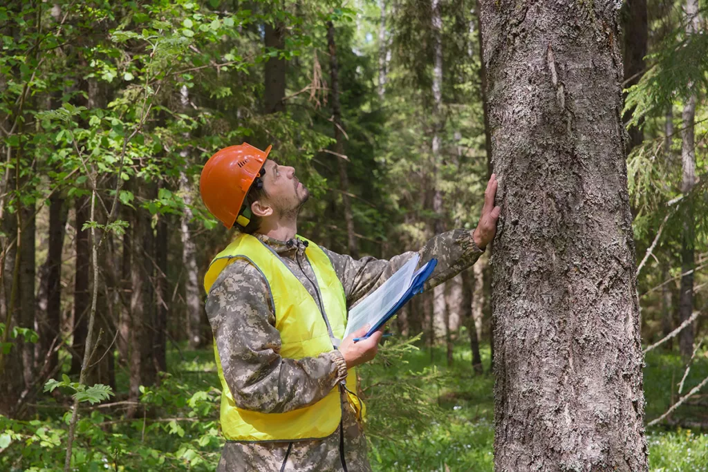 Tree Assessments In Springfield, OR arborist reviewing tree structure