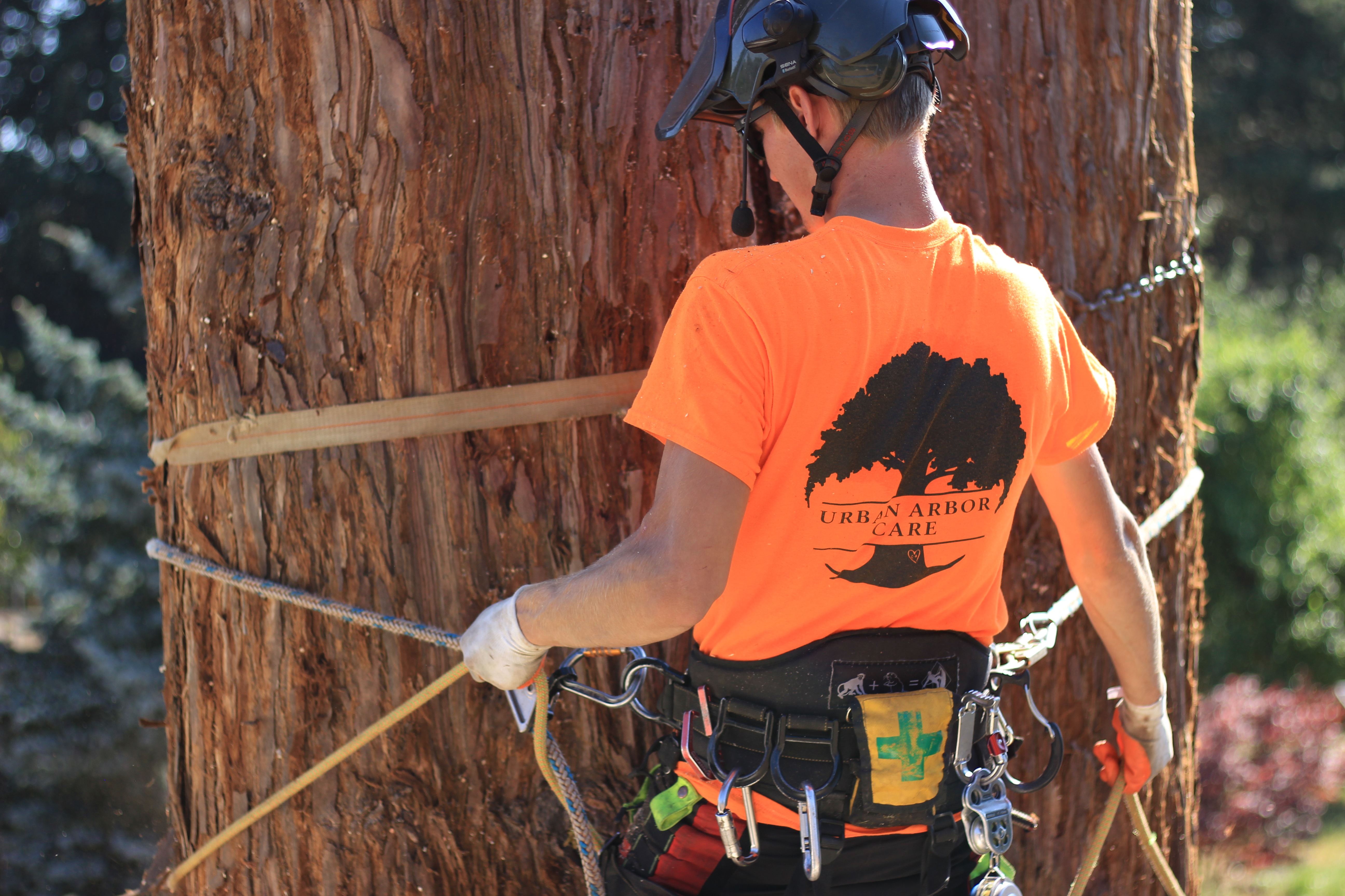 Springfield Tree Service crew working on a tree removal project