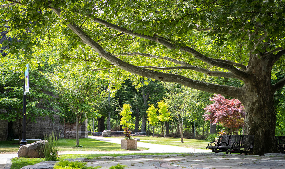 Commercial Tree Services service in Lane County, OR