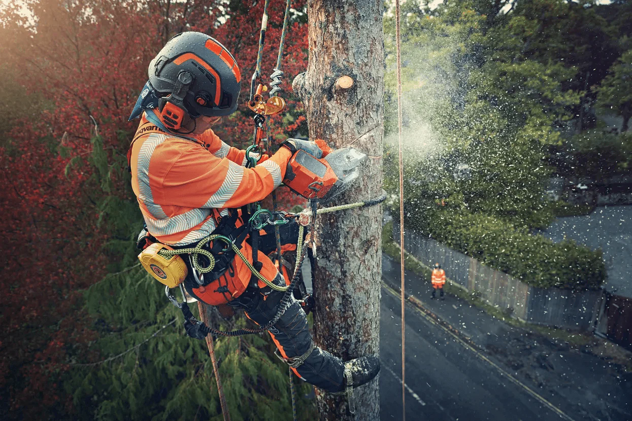 Certified Tree Health Care (PHC) In Eugene, Oregon