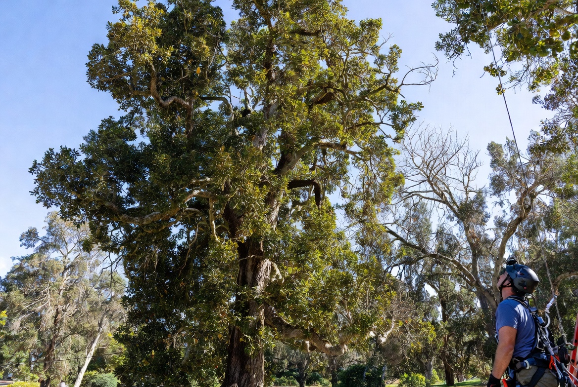 Do I Need a Tree Risk Assessment in Eugene or Springfield, OR?