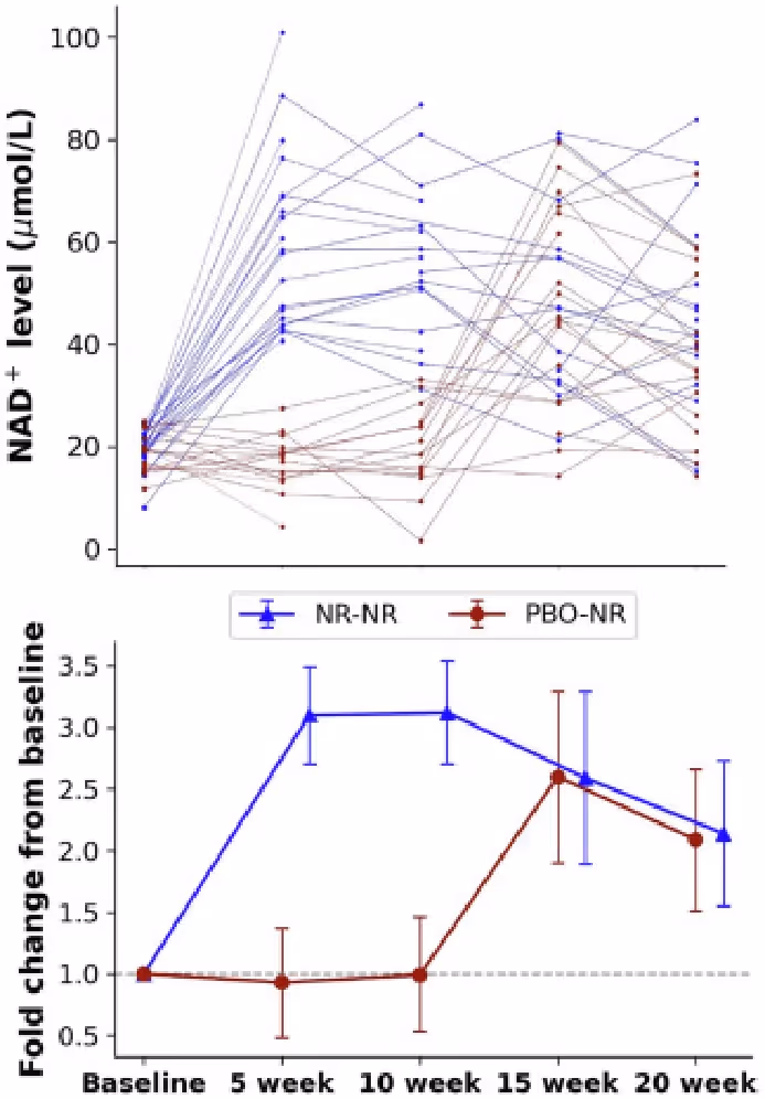 Line graph showing changes in NAD⁺ levels over 20 weeks for two study groups, with individual participant data and average fold change from baseline